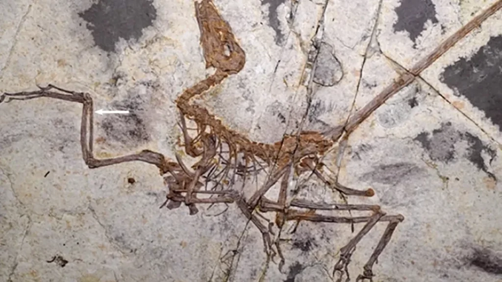 Novo dinossauro com penas descoberto na China muda pistas sobre origem do voo
